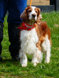 Tilly--Gold