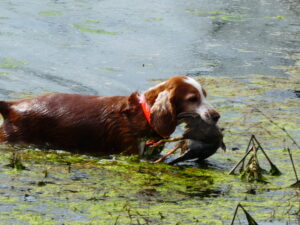 Tilly